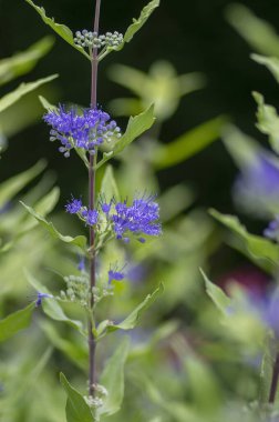 Karyopteris klandonensis mavi sakal çiçek açmış parlak mavi sakal, uzun saplı süslemeli güz çiçekleri