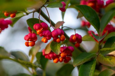 Euonymus europaeus Avrupa ortak Milli kapsülü olgunlaşan sonbahar meyveleri, turuncu tohumlu kırmızı ya da pembe renkler, sonbahar renkli yapraklar