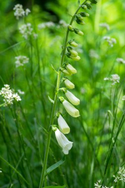 Digitalis purpurea alba çiçek açan yüksükotu çiçekleri, güzel beyaz varyant çiçek açan orman bitkileri, yeşil uzun gövde