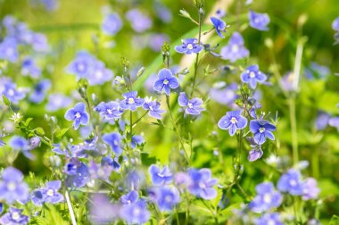 Veronica Chamaedrys, Alman hız limitinde çiçek açan bitki, çiçek açan koyu mavi yapraklı küçük çiçekler, çayır çimlerinde büyüyen yeşil yapraklar,