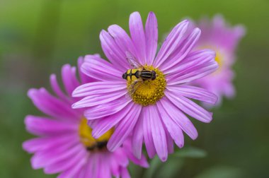 Aster çiçeği Callistephus chinensis Andrella 'nın çiçek açması, mevsimin erken dönemlerinde parlak renk yapraklarıyla çiçek açması.