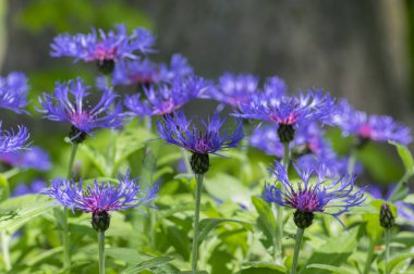 Centaurea Montana Dağı Mısır Çiçeği. Çiçek açmış mavi mor çiçekler. Knapweed mavisi çiçek açan bitki.