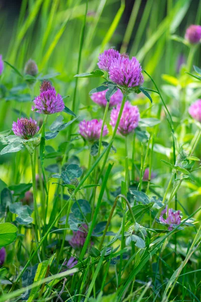 Trifolium Pratense Czerwona Koniczyna Dzika Roślina Kwitnąca Purpurowe Kwiaty Łąki — Zdjęcie stockowe