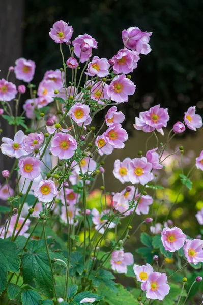 Anemone Hupehensis Praecox Pink Petal Simplicity Flowering Plant Windflowers Flowering — Stock Photo, Image