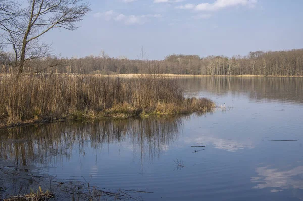 Зимові Природні Краєвиди Розведенням Ставка Дерев Біля Села Нератов Чеській — стокове фото