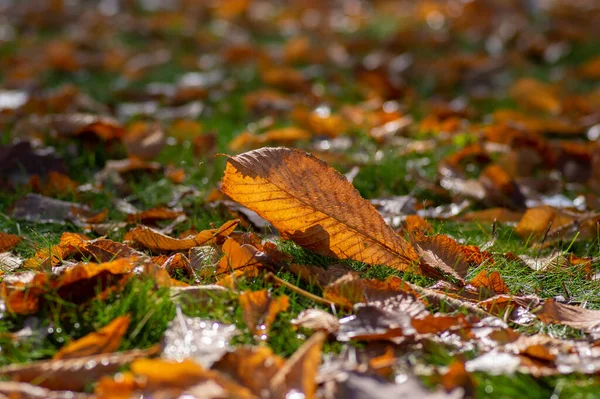 Horse Chestnut Leave Green Grass Autumnal Day Sunlight Bright Fall — Stock Photo, Image