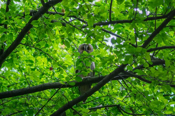 Genç Güzel Büyük Gece Kuşları Uzun Kulaklı Baykuş Asio Otus — Stok fotoğraf