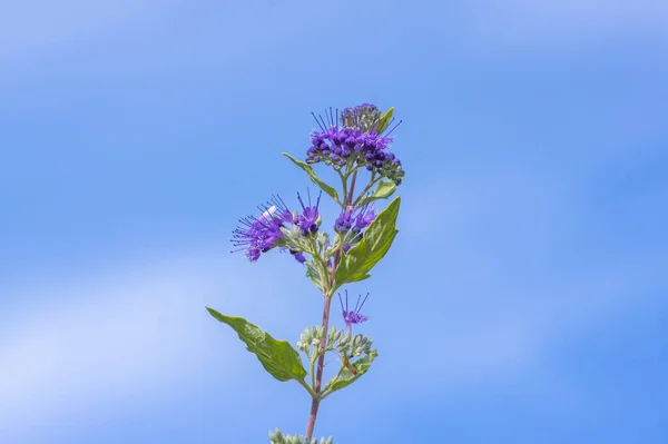 Caryopteris Clandonensis Modrobradka Jasně Modré Květy Květu Okrasná Podzimní Kvetoucí — Stock fotografie