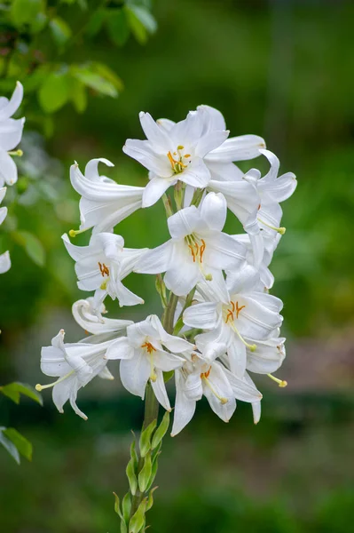 Lilium candidum Madonna true lily white tall flowering plant, beautiful ornamental flowers in bloom, beautiful bouquet