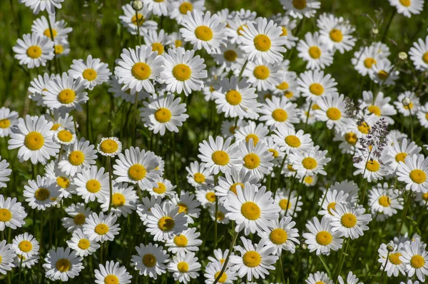 Leucanthemum Vulgare Oxeye Margarida Flores Flor Prado Selvagem Marguerite Plantas — Fotografia de Stock