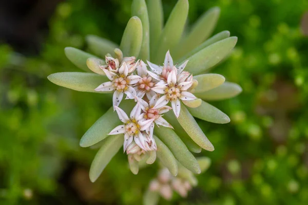 Sedum Hispanicum Spanish Stonecrop Small White Flowering Plant Tiny Flowers — Stock Photo, Image