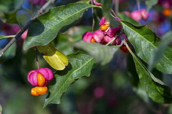 Euonymus Europaeus Európai Közös Orsó Kapszula Érlelése Őszi Gyümölcsök Piros — Stock Fotó