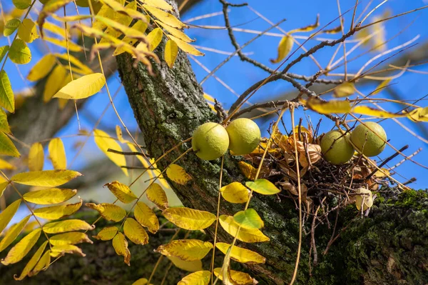 Juglans Nigra Zöld Éretlen Dió Csupasz Ágak Kövér Héj Ellen — Stock Fotó