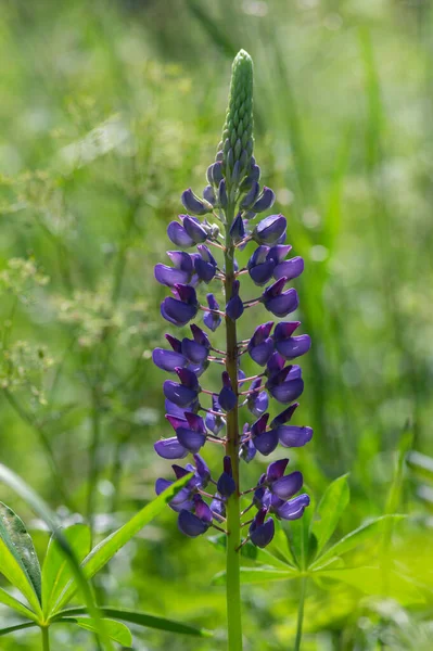 Lupinus Polyphyllus Grandes Flores Altramuz Hoja Flor Púrpura Violeta Azul — Foto de Stock