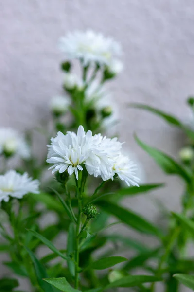 Symphyotrichum Novi Belgii Красивое Цветущее Растение Белый Цветочный Лепесток New — стоковое фото