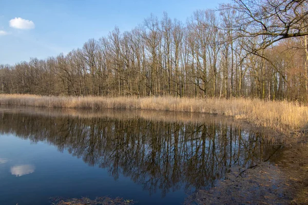 Vinter Natur Med Avel Damm Och Träd Nära Neratov Byn — Stockfoto