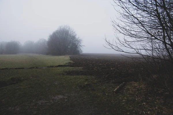 Traurige Neblige Landschaft Mit Bäumen Depressive Stimmungskulisse Grauen Nebel Nemosicka — Stockfoto