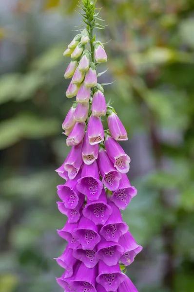 Digitalis Purpurea Flores Luva Raposa Comuns Flor Belas Plantas Flores — Fotografia de Stock