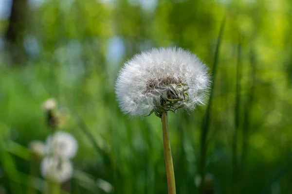 Pissenlit Commun Taraxacum Officinale Fleurs Fanées Ressemble Boule Neige Fruits — Photo