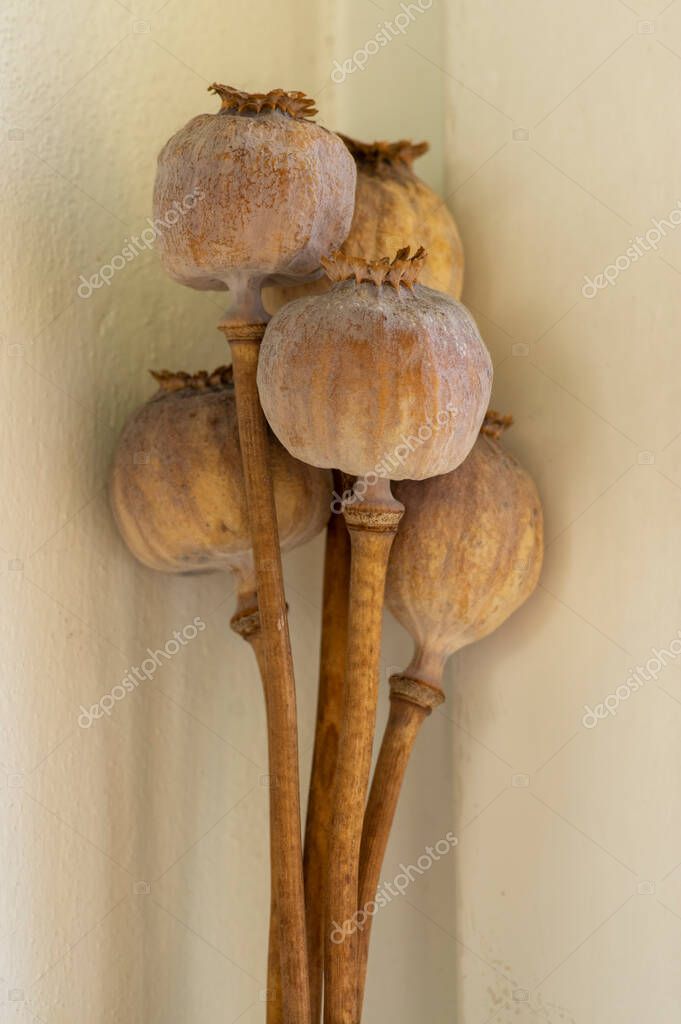 Graines De Papaver Somniferum à Haut Taux De Maroc - Foto 4