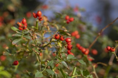 Ripened rose hips on shrub branches, red healthy fruits of Rosa canina plant, late autumn harvest crop