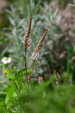 Bistorta affinis fleece flower in bloom, beautiful white white mor knotweed Himalaya Persicaria bistort flowing plant in jardin