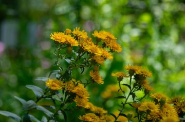 Inula spiraeifolia, çiçek açmış pireli çiçekler, güzel bir yaz sonbaharı, parlak süslemeli sarı çiçekli bitkiler.