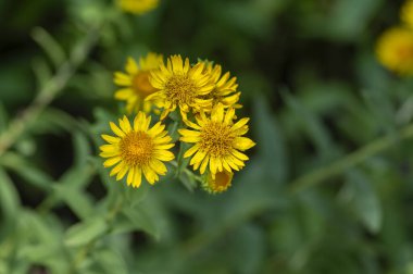Inula spiraeifolia, çiçek açmış pireli çiçekler, güzel bir yaz sonbaharı, parlak süslemeli sarı çiçekli bitkiler.