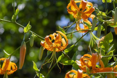 Lilium henryi Henry 'nin kaplan zambağı güzel çiçek açan bitki, bahçelerde açan parlak noktalı portakal çiçeği