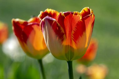 Parlak kırmızı ve sarı renkli ülke Darwin laleleri çiçek açıyor, bahar çiçekleri çiçek açıyor süs bahçelerinde.