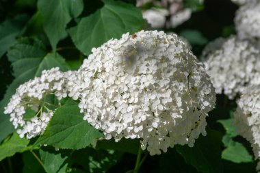 Ortanca ağaçlar pürüzsüz beyaz çiçekli bitkiler, tek bir saptaki küçük çiçekler güneş ışığı altında çiçek açarlar.