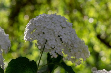 Ortanca ağaçlar pürüzsüz beyaz çiçekli bitkiler, tek bir saptaki küçük çiçekler güneş ışığı altında çiçek açarlar.