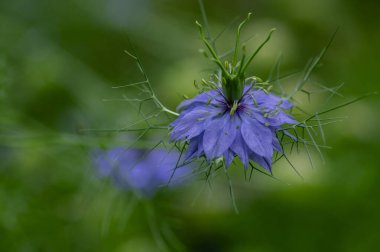 Nigella damascena early summer flowering plant with different shades of blue flowers on small green shrub, ornamental gardens