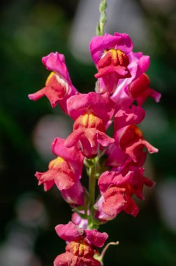 Antirrhinum majus çiçekleri, çiçek açan sıradan aslanağzı, pembe sarı çiçekli bitkiler.