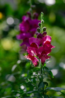 Antirrhinum majus çiçekleri, çiçek açan sıradan aslanağzı, pembe sarı çiçekli bitkiler.