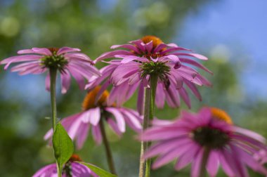 Ekinezya purpurea mor koni çiçekleri çiçek açan bitki, çiçek açmış bir grup tıbbi kirpi çiçeği.