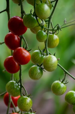 Kırmızı ve yeşil, olgun, lezzetli ve yenilebilir domates meyveleri domates bitkisine asılıyor. Lezzetli ve sağlıklı bir yaşam tarzı.