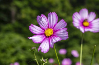 Kozmos bipinnatus Meksika paskalya çiçekleri beyaz pembe bahçe bitkileri, yeşil arka planda çiçek açan bir grup çiçek sarı merkezli