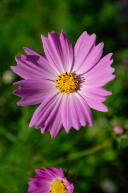Kozmos bipinnatus Meksika paskalya çiçekleri beyaz pembe bahçe bitkileri, yeşil arka planda çiçek açan bir grup çiçek sarı merkezli