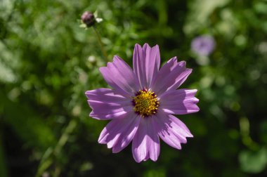 Kozmos bipinnatus Meksika paskalya çiçekleri beyaz pembe bahçe bitkileri, yeşil arka planda çiçek açan bir grup çiçek sarı merkezli