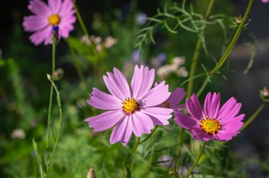 Kozmos bipinnatus Meksika paskalya çiçekleri beyaz pembe bahçe bitkileri, yeşil arka planda çiçek açan bir grup çiçek sarı merkezli