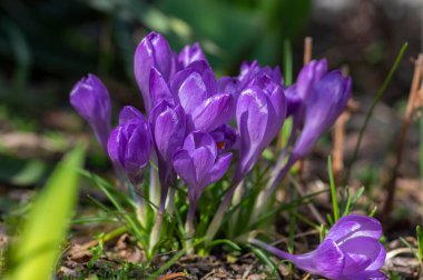 Bir grup çiçek açan vernus bitkisi, parlak mavi mor mor menekşe grubu güneş ışığında açan ilkbahar çiçekleri.