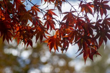 Acer palmatur pürüzsüz Japon akçaağaç yaprakları sonbahar günü parlak sonbahar renkleri dalında