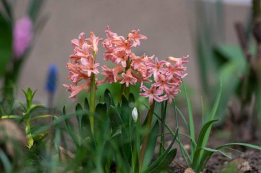 Hyacinthus Orientalis süslemeleri güzel bahar çiçekleri, çiçek açan pembe renkli çiçekler grubu