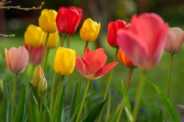Parlak kırmızı ve sarı renkli ülke Darwin laleleri çiçek açıyor, bahar çiçekleri çiçek açıyor süs bahçelerinde.
