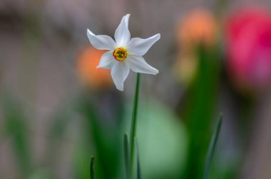 Narcissus şiirsel parlak sarı süslemeli çiçek, bahçede bir grup güzel bahar çiçeği.