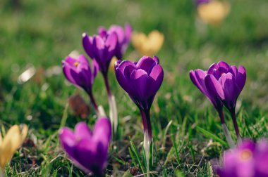 Çiçekli tarla vernus bitkileri, parlak renkli güzel bahar çiçeklerinin açtığı bir grup