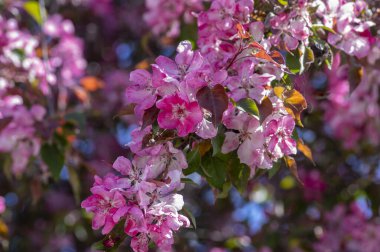 Süslü elma ağacı bitkisi baharda çiçek açar, toringo kırmızısı parlak mor yapraklar ve çiçek açan pembe süs çiçekleri