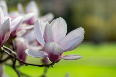 Magnolia soulangeana ayrıca çay tabağı manolyası olarak da adlandırılır. Dallarında güzel pembe beyaz çiçekleri olan, çiçek açan bahar ağacı.