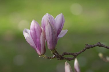 Magnolia soulangeana ayrıca çay tabağı manolyası olarak da adlandırılır. Dallarında güzel pembe beyaz çiçekleri olan, çiçek açan bahar ağacı.